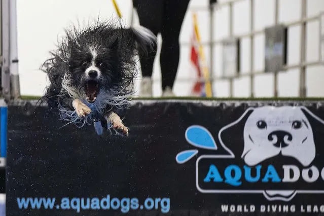 A pet dog jumps into a pool during the Dog Dock Diving Competition at the 2022 Spring Canadian Pet Expo in Mississauga, the Greater Toronto Area, Canada, on April 16, 2022. As one of the most popular canine sports, this competition is held here from April 15 to 17 with the participation of dozens of pet dogs and their owners. (Photo by Xinhua News Agency/Rex Features/Shutterstock)