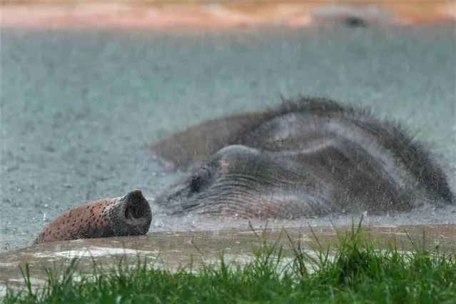 An Asian elephant keeps its trunk above water as it cools off in a pool during an afternoon thunderstorm at Zoo Miami, Thursday, July 13, 2023, in Miami. More than 111 million people across the United States were under extreme heat advisories, watches and warnings, The National Weather Service reported Wednesday. (Photo by Wilfredo Lee/AP Photo)