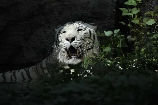 A White Bengal tiger rests in the shade on a hot day, in Rome's zoo, in Rome, Wednesday, July 19, 2023. Zookeepers at the Bioparco often give animals ice blocks with either fruit or meat inside on hot summer days. (Photo by Gregorio Borgia/AP Photo)