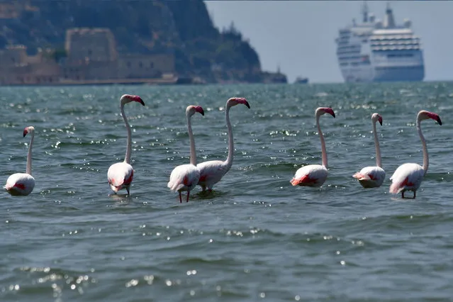 Flamingos stand over the Nafplio - Nea Kios wetland in Argolida, Greece on July 25, 2023. The autumn migration of birds is in progress. The beautiful birds essentially made a “stop” in their autumn migration to the Nafplio-Nea Kiou wetland, before continuing their long journey to Africa and the Arabian Peninsula. The birds affected by the big fires in Attica and Evia, try to orient themselves to find their way. (Photo by Bougiotis Evangelos/EPA/EFE)