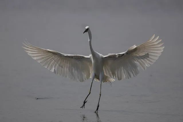 An egret spreads her wings in the Mai Po Nature Reserve in Hong Kong, China, 21 April 2021. The reserve is situated in the area of 1,500 hectares of wetlands around Mai Po and Inner Deep Day, facing Shenzhen, formally designated “Wetland of International importance” under the Ramsar Convention. Some parts of the reserve, such as floating bird-hides, are in the Frontier Closed Area and a special permit is needed to be granted access. (Photo by Jerome Favre/EPA/EFE)