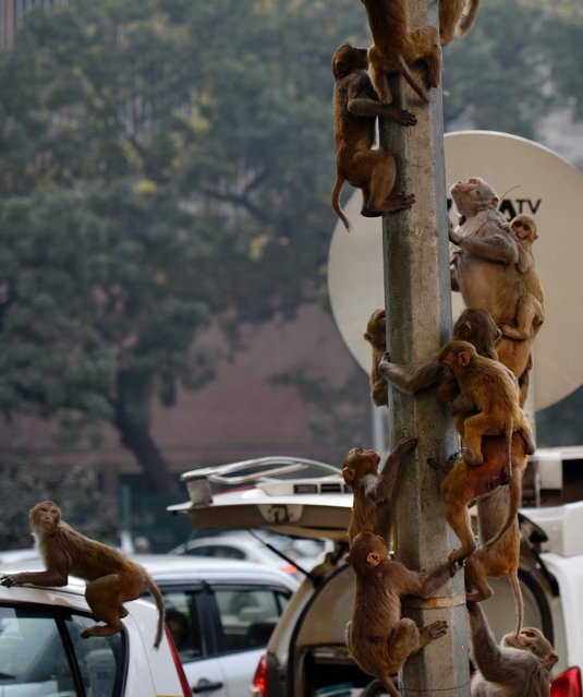 A troop of monkeys climb a mobile tower at Jai Singh road, January 12, 2016, in New Delhi. (Photo by Ravi Choudhary/Getty Images/Hindustan Times)