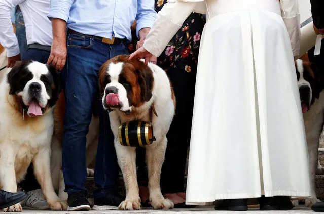 Pope Francis caresses a St Bernard dog after the Wednesday general audience in Saint Peter's square at the Vatican, September 19, 2018. (Photo by Max Rossi/Reuters)