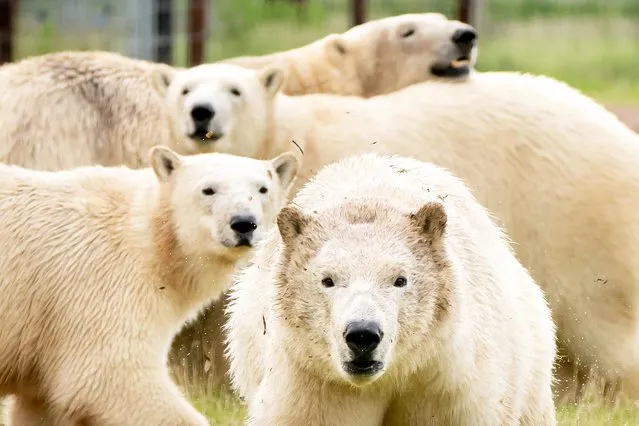 Flocke and her three cubs Indiana, Yuma and Tala get acquainted with their new surroundings at Yorkshire Wildlife Park in Cantley, near Doncaster on June 13, 2021. The polar bears were moved there from France as part of the European Endangered Species Programme. (Photo by Danny Lawson/PA Wire Press Association)