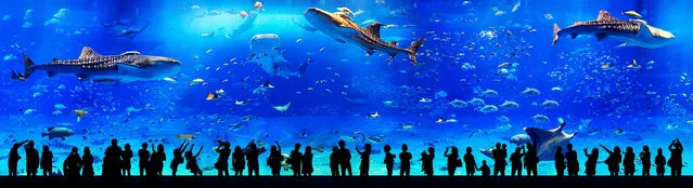 Crowds at a sealife complex in Gifu, Japan. (Photo by Daniel Eisele/Epson International Pano Awards 2018)