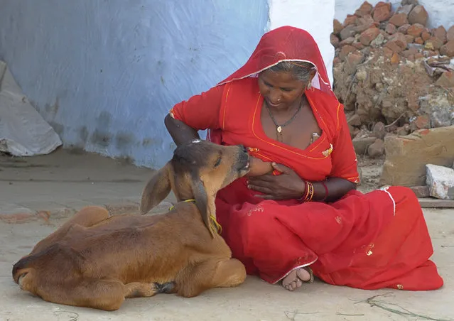 Chouthi Bai breastfeeds her twenty three-day-old pet calf in her residence at Kilchu village near Bikaner in Rajasthan August 24, 2010. (Photo by Vinay Joshi/Reuters)