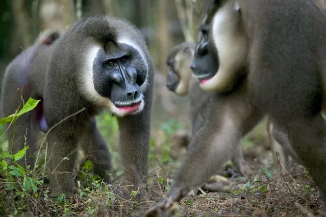 In this undated photo provided by Minden Pictures, a drill (Mandrillus leucophaeus), left, challenges a dominant male, right, for leadership of a harem at a sanctuary in Calabar, Cross River State, Nigeria. Animal Planet on Tuesday, March 31, 2015, will unveil a slate of programming for the coming year which ranges wildly from conservation stories and natural-history documentaries to pet love and epic ventures reconnecting with nature. (Photo by Cyril Ruoso/AP Photo/Minden Pictures/JH Editorial)