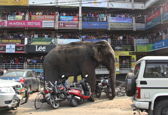 A wild elephant that strayed into the town stands after authorities shot it with a tranquilizer gun at Siliguri in West Bengal state, India, Wednesday, February 10, 2016. (Photo by AP Photo)