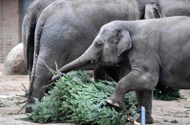 An elephant plays with a Christmas tree at the Zoologischer Garten zoo in Berlin on January 3, 2017. (Photo by Tobias Schwarz/AFP Photo)