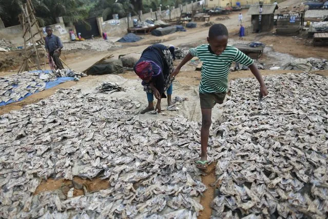 A photograph made available on 20 February 2016 shows a young boy jumping over hundreds of fish heads being dried on the ground on the shore of Lake Victoria in Kampala, Uganda, 19 February 2016. Ugandan President Yoweri Museveni was elected to another five-year term in office, the Electoral Commission said on 20 February, extending his 30-year grip on power. (Photo by Dai Kurokawa/EPA)