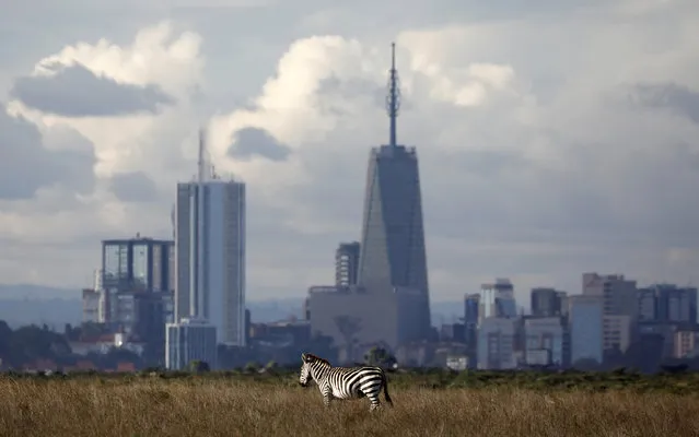 The Nairobi skyline is seen in the background as a zebra walks through the Nairobi National Park, near Nairobi, Kenya, December 3, 2018. (Photo by Amir Cohen/Reuters)