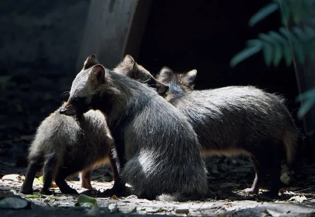 View of a group of raccoon dogs or Tanuki (Nyctereutes procyonoides) at the Chapultpec Zoo in Mexico City on August 06, 2015. A month ago nine raccoon dog pups were born. This species is native from Japan and China, and the parents of the cubs were donated by Japan. (Photo by Alfredo Estrella/AFP Photo)