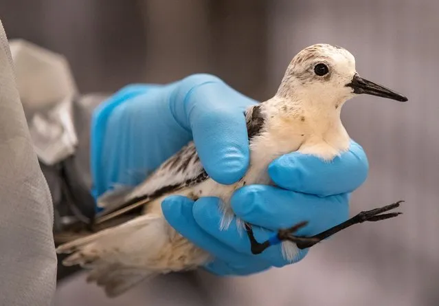 A sanderling covered in oil is treated at the Wildlife & Wetlands Center in Huntington Beach on October 7, 2021. Environmental crews are spreading out across Huntington Beach to clean up the damage from a major oil spill off the Orange County coast that spoiled beaches, killed fish and birds and now threatens local wetlands. The oil slick is believed to have originated from a pipeline leak, pouring 126,000 gallons into the coastal waters and seeping into the Talbert Marsh. (Photo by Allen J. Schaben/Los Angeles Times/Rex Features/Shutterstock)