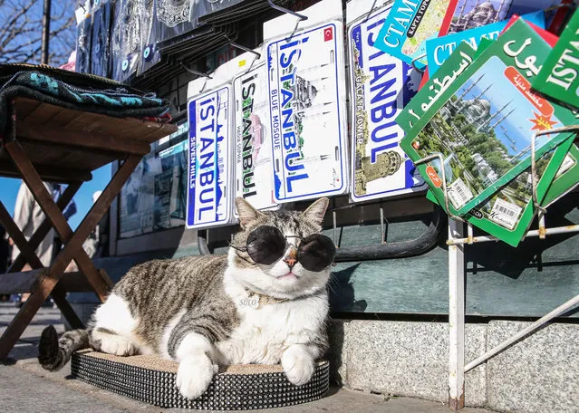 A cat, named “Sulo”, is seen in Istanbul's Sultanahmet Square wearing sunglasses, in Turkiye, on December 30, 2022. (Photo by Murat Sengul/Anadolu Agency via Getty Images)