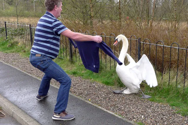 “Man with jumper and swan”. (Photo by Paul Cruickshank)