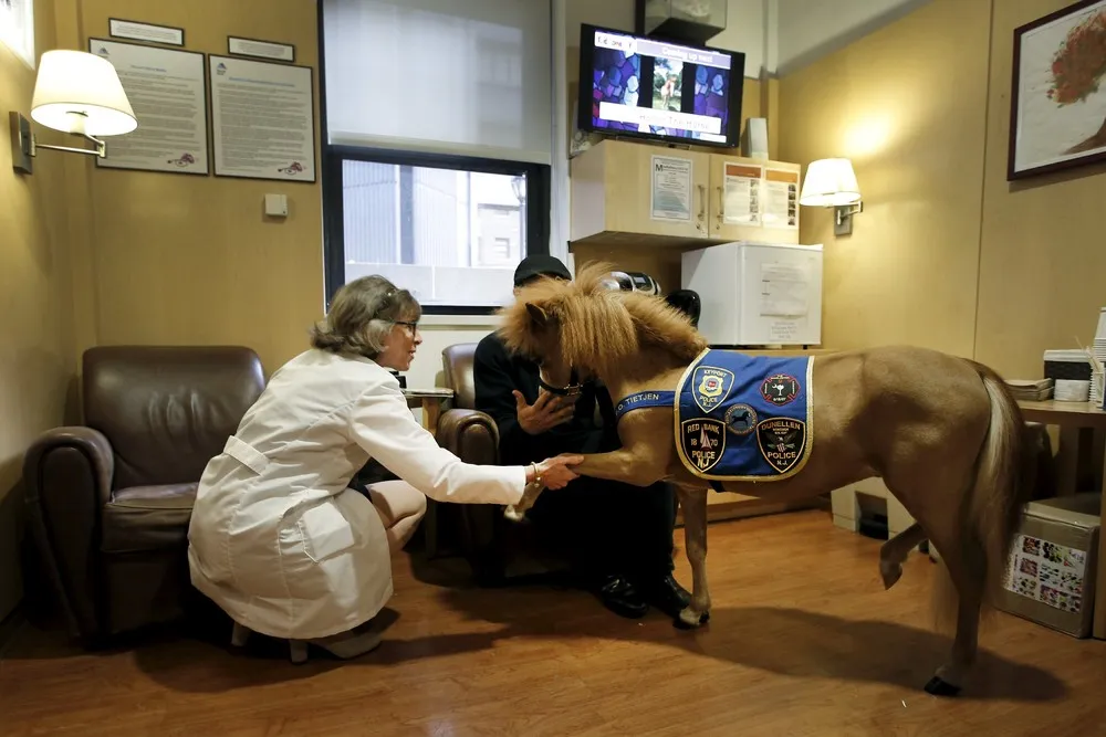 Miniature Horses – is Strong Medicine