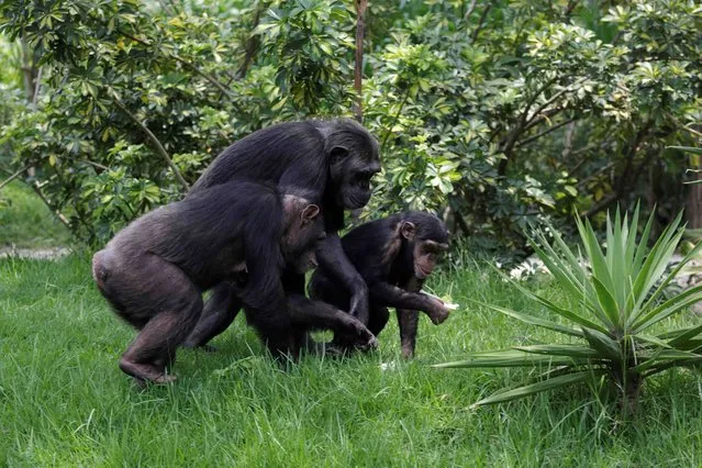 A family of chimpanzees, donated by Sweden's Kolmarden Wildlife Park, are seen at their new enclosure at the Aurora zoo in Guatemala City, Guatemala on May 24, 2016. (Photo by Saul Martinez/Reuters)
