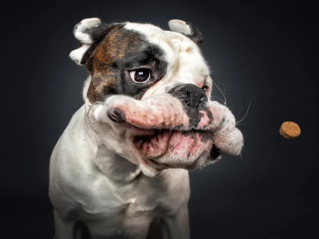 This boxer looks as if he is heading for a jowly foul-up. (Photo by Christian Vieler/Caters News Agency)