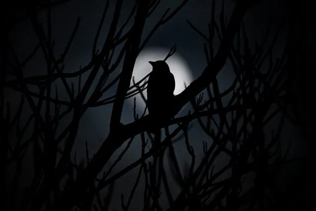 A crow is silhouetted against the full moon near Kosovo’s capital of Pristina on February 22, 2024. (Photo by Armend Nimani/AFP Photo)