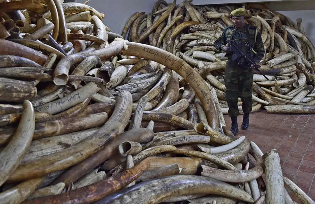 A Kenya Wildlife Services ranger walks through a secure ivory stock room in Nairobi on March 21, 2016. One of Kenya’s most prominent conservationists, Dr Dame Daphne Sheldrick of the David Sheldrick Wildlife Trust, has warned that if the present rate of ivory poaching continues elephants could be extinct as early as 2025. Over the past decade alone 75 percent of all African forest elephants have been slaughtered. (Photo by Carl de Souza/AFP Photo)