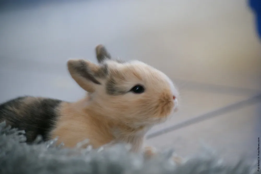 Simply Some Photos: Bunny Baby