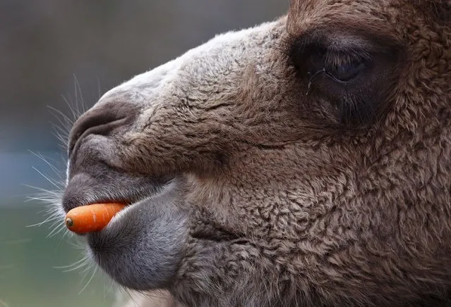 A Bactrian camel eats a carrot thrown into his enclosure by visitors at wildlife park “Opel Zoo” in Kronberg, Germany, March 20, 2016. (Photo by Kai Pfaffenbach/Reuters)