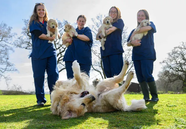 Golden retriever guide dog Trigger in Leamington Spa, UK in the first decade of April 2024 celebrates his final litter for charity Guide Dogs as he retires from his position as top stud dog at the age of nine. Father to more than 300 puppies, Trigger has offspring working all over the UK. (Photo by Doug Peters/PA Media Assignments)