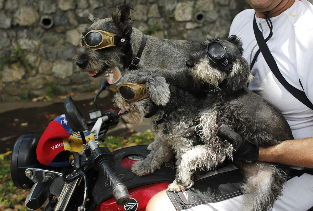 The Week in Pictures: Animals, March 15 – March 21, 2014