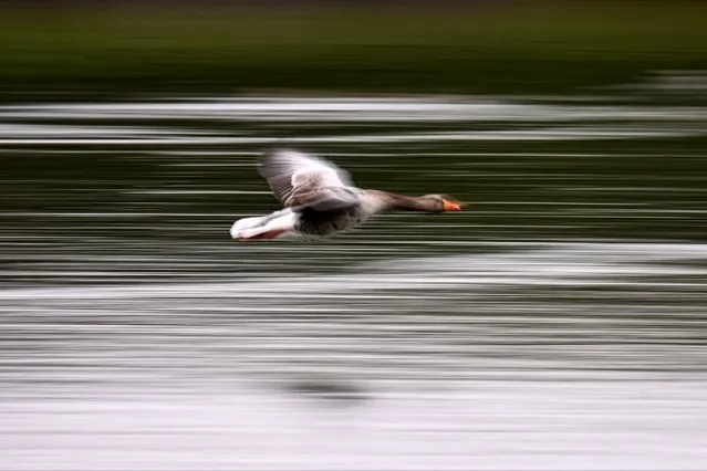 A goose flies over a pond in Frankfurt am Main, western Germany, on March 27, 2024. (Photo by Kirill Kudryavtsev/AFP Photo)