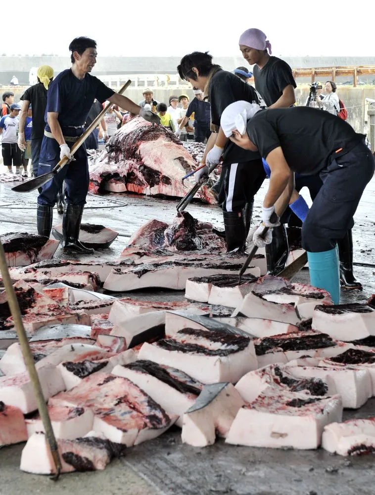 U.N. Court Orders Halt to Japan’s Whaling Program