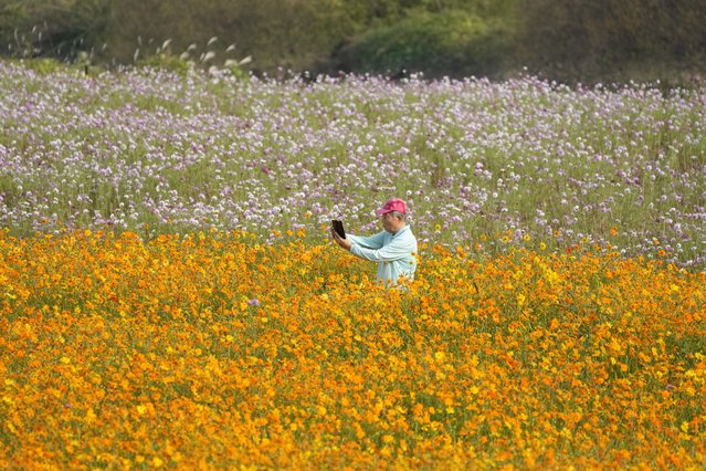 A visitor holds his smartphone in a field of blooming cosmos flowers in Goyang, South Korea, Wednesday, October 18, 2023. (Photo by Lee Jin-man/AP Photo)