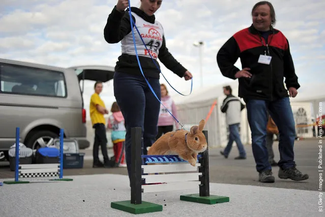 A rabbit jumps over a hurdle at an obstacle course during the first European rabbit hopping championships