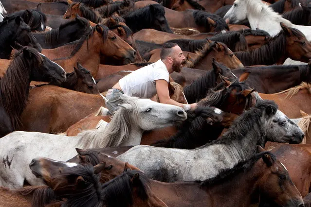 A man takes part in the traditional “Rapa das Bestas” or The Capture of the Beasts festival in Sabucedo, Galicia, Spain, 07 July 2019. Every year wild horses are captured in the hills and then carried to a farmyard to brand them and to cut their horsehair during a traditional festival. Several thousand people attended the feast to observe young people overcoming horses without using ropes or sticks. (Photo by Salvador Sas/EPA)