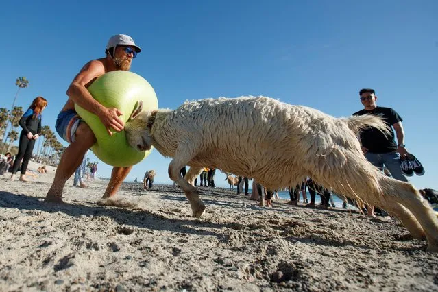 Dana McGregor plays “goat ball” on the beach after surfing with his goat Pismo in San Clemente, California, U.S., March 19, 2021. (Photo by Mike Blake/Reuters)