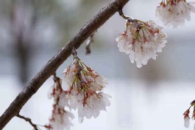 Ice-covered cherry blossoms are seen near the Potomac River on March 14, 2017 in Washington, DC. Winter Storm Stella dumped snow and sleet Tuesday across the northeastern United States where thousands of flights were canceled and schools closed, but appeared less severe than initially forecast. (Photo by Mandel Ngan/AFP Photo)