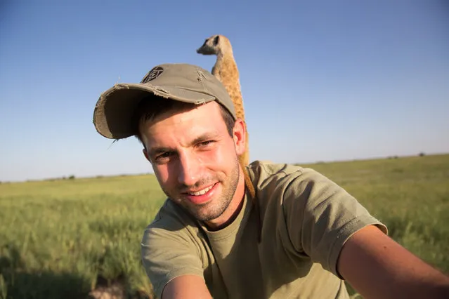 Photographer Will Burrard-Lucas relaxes with a Meerkat on January 2014 in Makgadikgadi, Botswana. These adorable Meerkats used a photographer as a look out post before trying their hand at taking pictures. The beautiful images were caught by wildlife photographer Will Burrard-Lucas after he spent six days with the quirky new families in the Makgadikgadi region of Botswana. Will has photographed Meerkats in the past and was delighted when he realised he would be shooting new arrivals. (Photo by Will Burrard-Lucas/Barcroft Media)