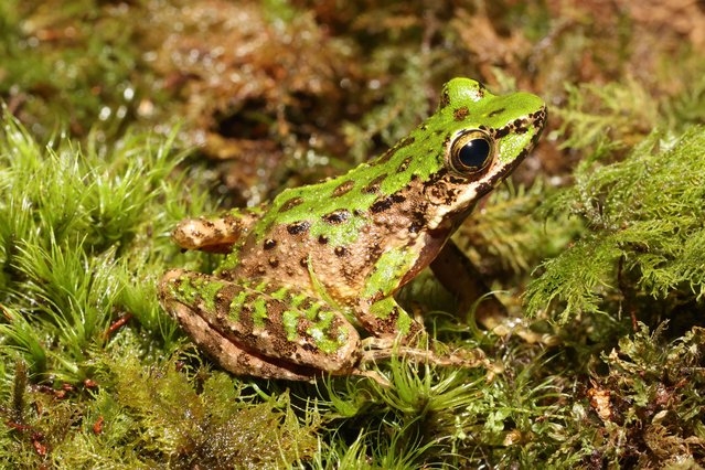 Introducing Odorrana leishanensis, a new species of odorous frog that has August 2023 discovered in south-west China. As the name suggests, these amphibians have a characteristic smell which has been likened to rotten fish. But herpetologists are finding it’s worth holding their noses to study these frogs: their skin is unusually rich in antibacterial substances, with potential implications for medical science. (Photo by Xinhua News Agency/Rex Features/Shutterstock)