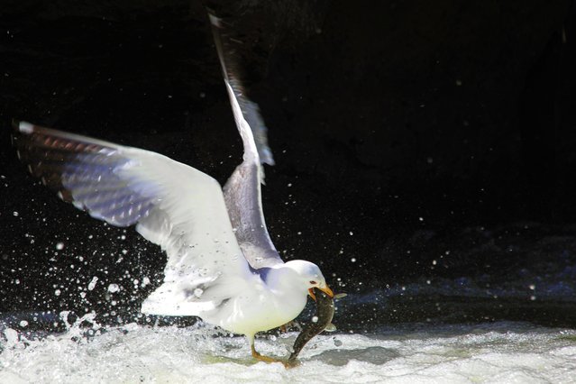 A seagull hunts a pearl mullet at Pearl Mullet Nature Park on April 29, 2023 in Van, Turkiye. Pearl mullets living in Lake Van migrate to fresh waters by swimming against the flow of water to breed and their hunting is prohibited. (Photo by Necmettin Karaca/Anadolu via Getty Images)