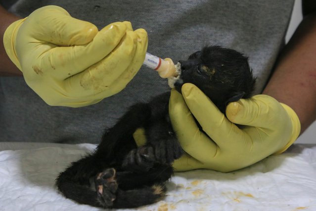 A veterinarian feeds a young howler monkey rescued amid extremely high temperatures in Tecolutilla, Tabasco state, Mexico, Tuesday, May 21, 2024. Dozens of howler monkeys were found dead in the Gulf coast state while others were rescued by residents who rushed them to a local veterinarian. (Photo by Luis Sanchez/AP Photo)