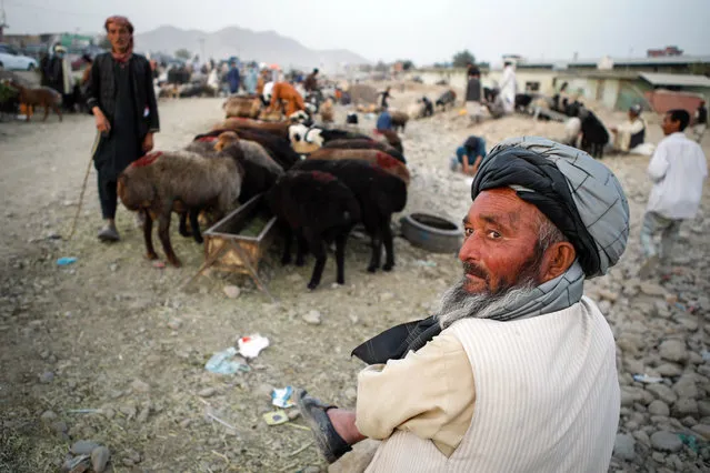 An Afghan animal seller waits for customers ahead of Eid al-Adha in the outskirt of Kabul, Afghanistan, 10 August 2019. Eid al-Adha is the holiest of the two Muslims holidays celebrated each year, it marks the yearly Muslim pilgrimage (Hajj) to visit Mecca, the holiest place in Islam. Muslims slaughter a sacrificial animal and split the meat into three parts, one for the family, one for friends and relatives, and one for the poor and needy. (Photo by Hedayatullah Amid/EPA/EFE)