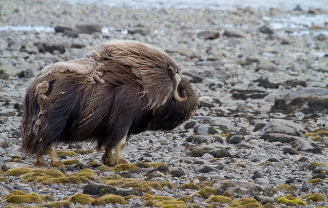 Wild Musk Oxen in Arctic Prairie in Russia