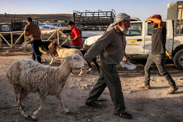 A man walks with a sheep near a Friday livestock market in Hebron in the occupied West Bank on June 14, 2024 as Muslims buy sacrifice animals to prepare ahead of Eid al-Adha, or the Feast of Sacrifice. (Photo by Hazem Bader/AFP Photo)