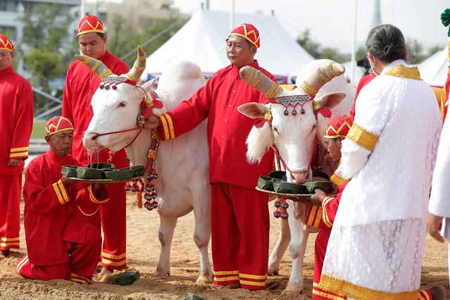 Oxen are presented with a tray of various choices of food by Thai officials during a royal plowing ceremony in Bangkok, Thailand, Friday, May 10, 2024. The annual event marks the beginning of the rice growing season. (Photo by Sunti Teapia/Pool Photo via AP Photo)