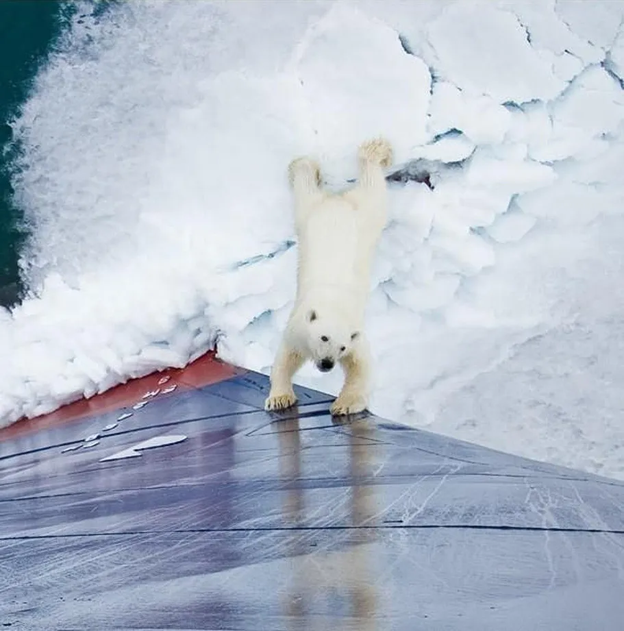 Polar Bear Came to Play
