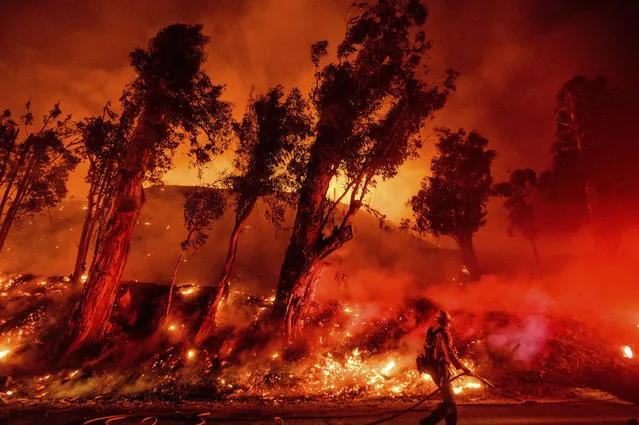 Flames from a backfire consume a hillside as firefighters battle the Maria Fire in Santa Paula, Calif., on Friday, November 1, 2019. According to Ventura County Fire Department, the blaze has scorched more than 8,000 acres and destroyed at least two structures. (Photo by Noah Berger/AP Photo)