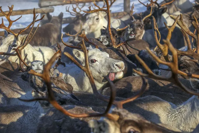 Reindeer are seen at Lovozero region of Murmansk after spring census in Murmansk, Russia on March 14, 2022. Reindeer, which have been brought to the barns for vaccination, health and horn care, were counted one by one. (Photo by Semen Vasileyev/Anadolu Agency via Getty Images)