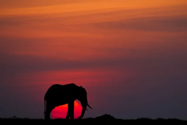 “African Fire”: Elephant at sunset. (Photo by Paul Goldstein/Rex Features)