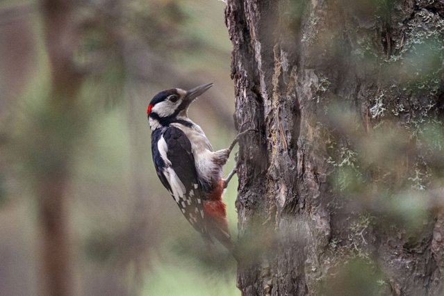 Great Spotted Woodpecker are among the many bird species found in Camkoru Nature Park, located within the borders of Ankara's Camlidere district, Turkiye on August 09, 2024. The park stands out for its rich vegetation and biodiversity, featuring a forested area with natural Scots pine and black pine trees, which provide a habitat for both raptors and songbirds. (Photo by Harun Ozalp/Anadolu via Getty Images)