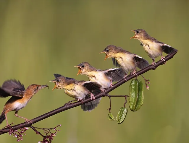 Hungry chicks get in line to be fed their dinner in May 2022. Four young Zitting Cisticola birds were waiting eagerly, on a branch, to be fed by their mum as she returned with food. Lisdiyanto Suhardjo, 60, from Indonesia captured these moments in Jakarta. The chicks are aged around 7-10 days old, they could not yet fly however they were not that far off fledging. (Photo by Lisdiyanto Suhardjo/Solent News)