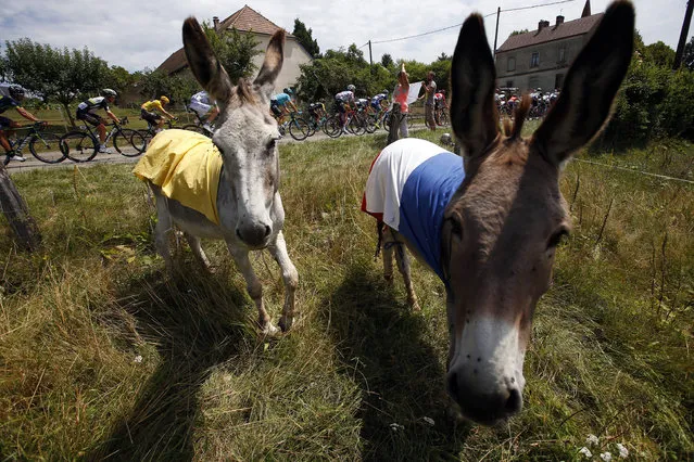 The pack rides past donkeys dressed with Yellow jersey and French flag during the eighth stage of the Tour de France cycling race over 187.5 kilometers (116.5 miles) with start in Dole and finish in Station des Rousses, France, Saturday, July 8, 2017. (Photo by Peter Dejong/AP Photo)